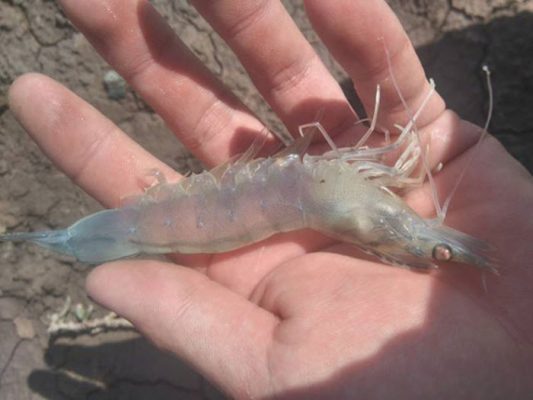 Thuốc cải thiện đường ruột tôm phòng EHP