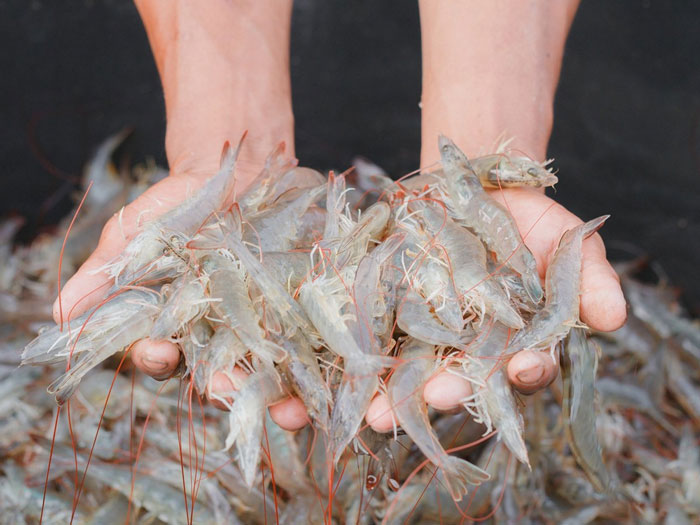 Thuốc giúp tôm ăn khỏe phòng EHP