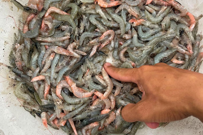 Thuốc hỗ trợ gan tụy phòng EHP