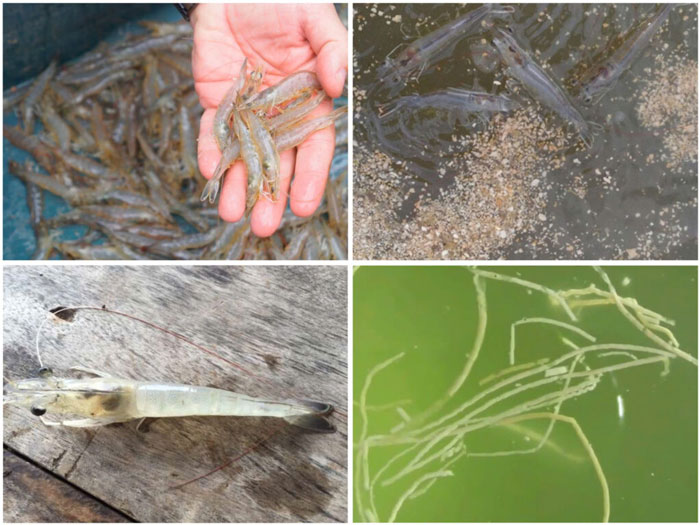 Thuốc kháng ký sinh EHP