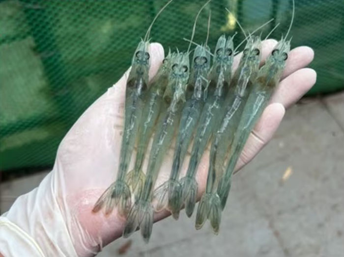 Thuốc ngăn ngừa lây lan EHP