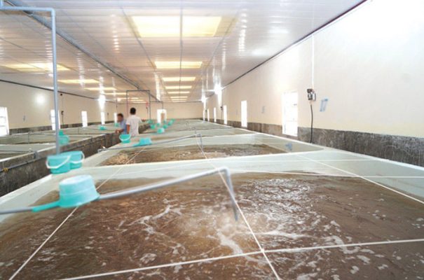 Thuốc phòng EHP cho tôm giống sạch bệnh