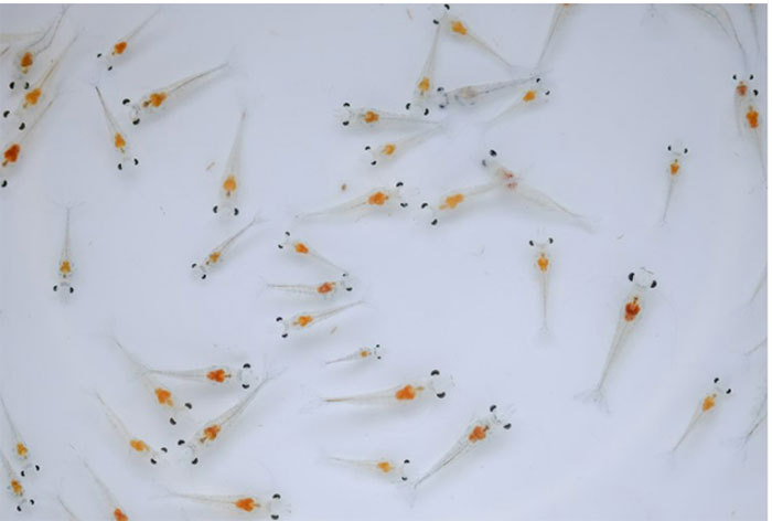 thuốc phòng EHP cho trại tôm giống