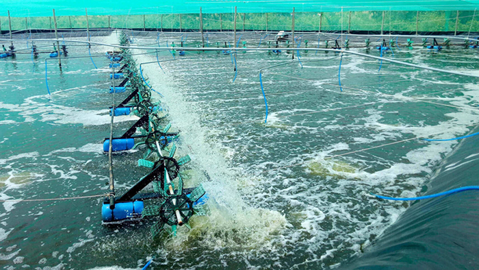 Thuốc phòng EHP định kỳ trong ao