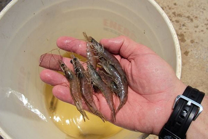 thuốc phòng EHP hiệu quả