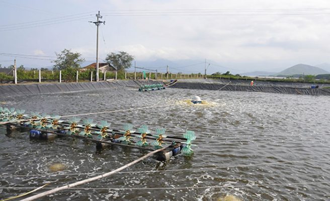 Thuốc phòng EHP sau khi thả nuôi