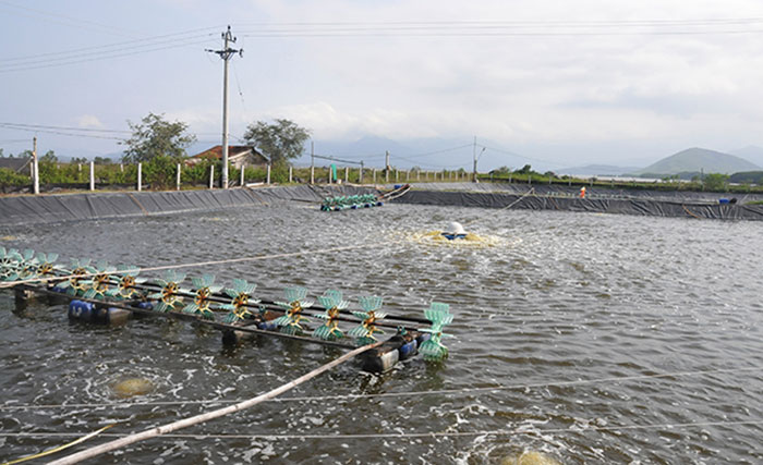 Thuốc phòng EHP sau khi thả nuôi