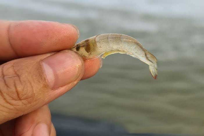 Thuốc phòng ký sinh trùng EHP