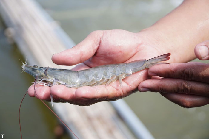 Thuốc phòng ngừa bào tử EHP trong ao