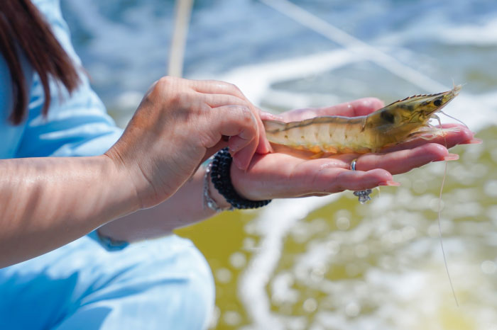 Thuốc phòng ngừa mầm bệnh EHP