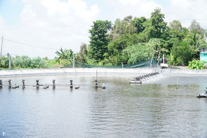 Thuốc sát trùng ao nuôi phòng EHP