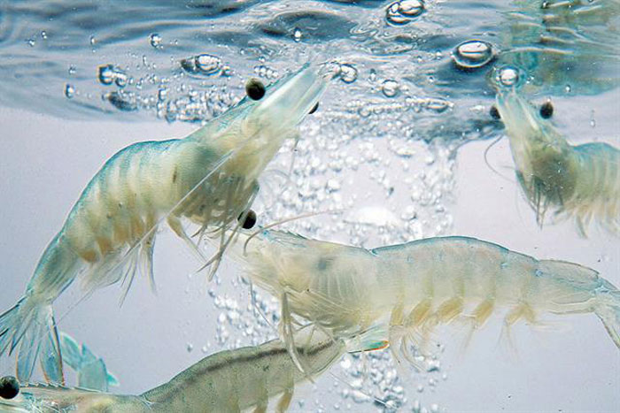 Thuốc phòng tái nhiễm EHP