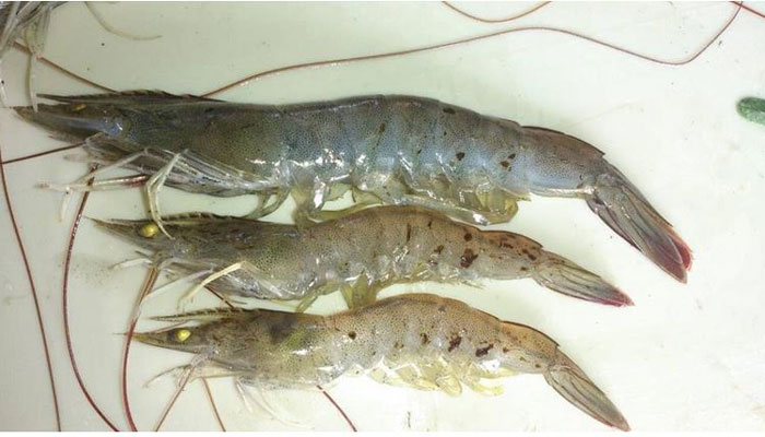 Thuốc tăng miễn dịch cho tôm phòng EHP