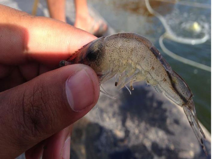 Thuốc tăng sức đề kháng chống EHP