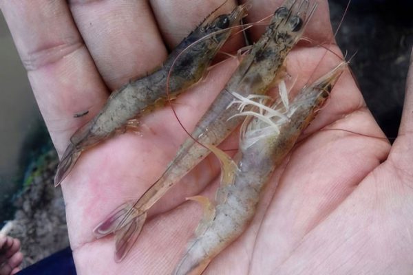 Thuốc tăng sức đề kháng phòng EHP