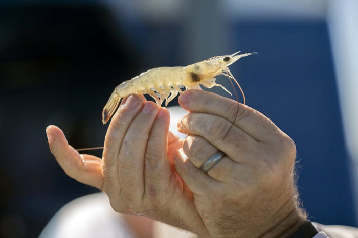 Thuốc thảo dược phòng EHP