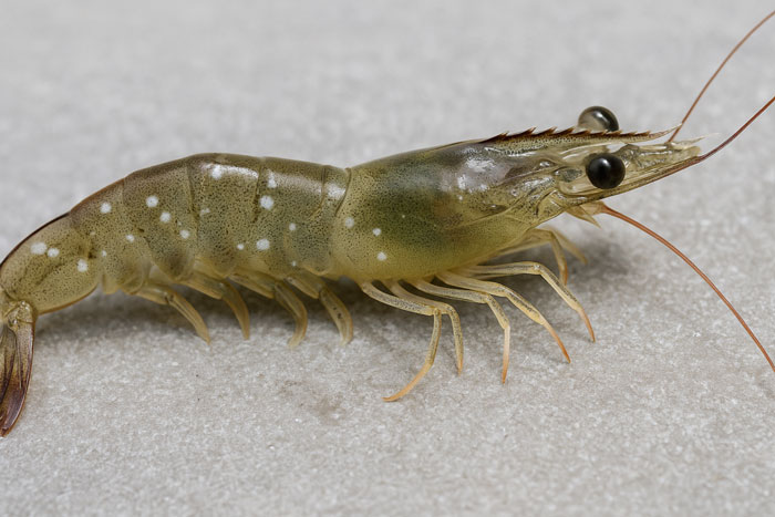 Thuốc thảo mộc phòng EHP