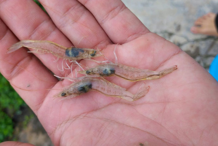 thuốc thủy sản đặc trị EHP