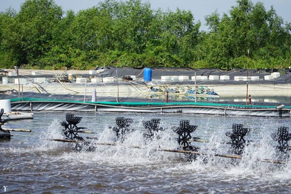 Thuốc thủy sản phòng EHP giai đoạn nuôi