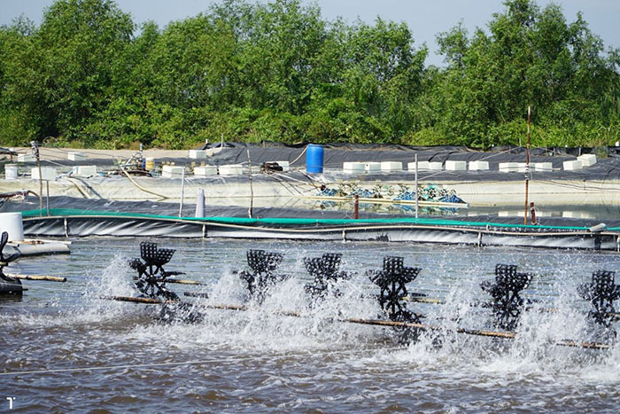 Thuốc thủy sản phòng EHP giai đoạn nuôi