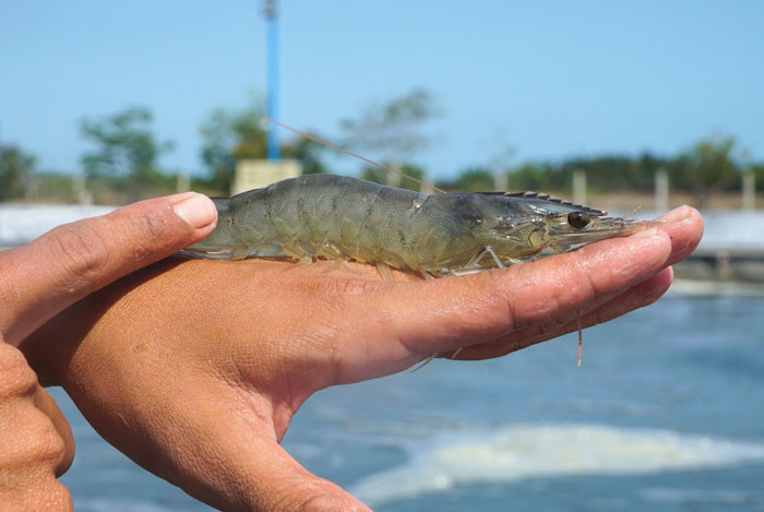 Thuốc thủy sản từ thảo dược phòng EHP