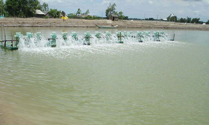 Thuốc thủy sản xử lý EHP trong nước