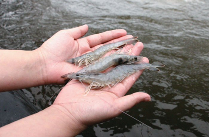 Thuốc ức chế EHP trong đường ruột tôm