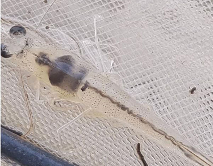 Thuốc vi sinh phòng EHP