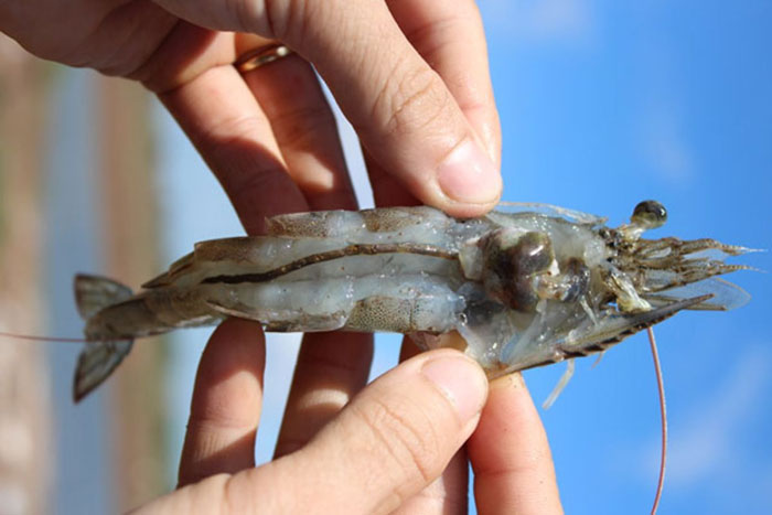 thuốc vi sinh xử lý EHP