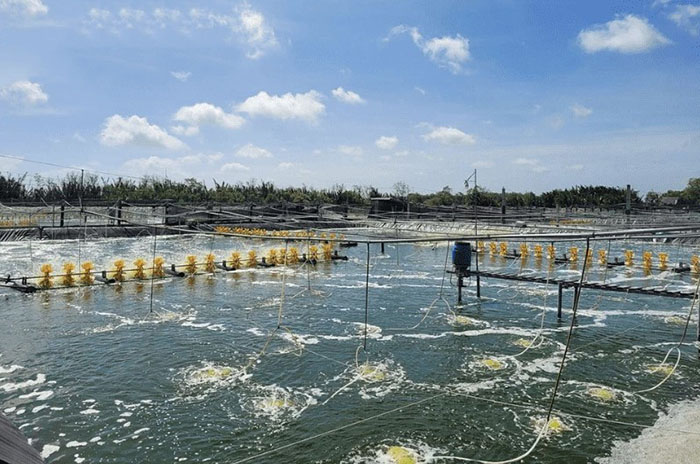 Thuốc xử lý nước phòng EHP