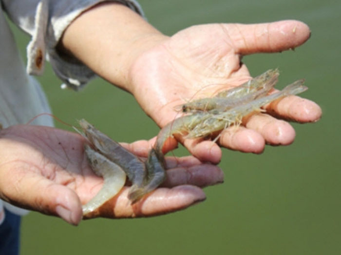 Tôm bỏ ăn phải làm sao
