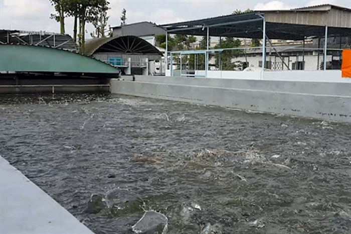 Kỹ thuật Nuôi Cá Chình Bể Xi Măng