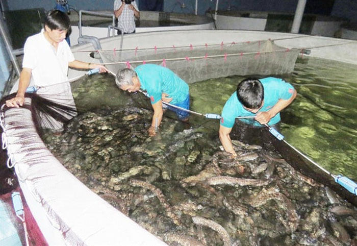 Nuôi Cá Chình Bể Xi Măng