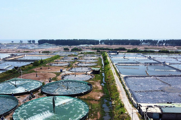 Ứng dụng rong biển trong nuôi tôm