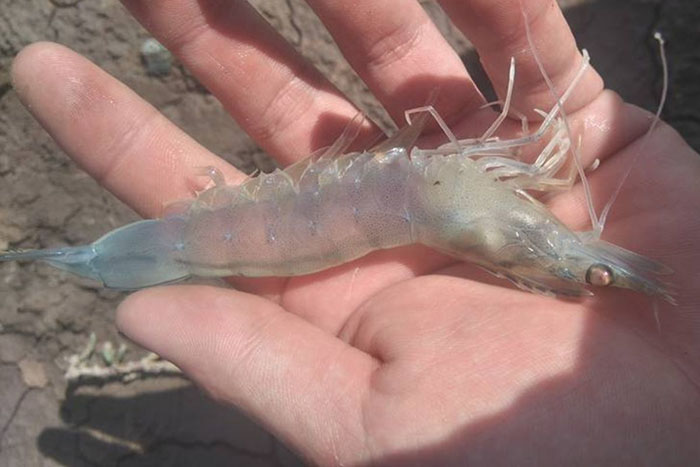 bệnh đường ruột trên tôm