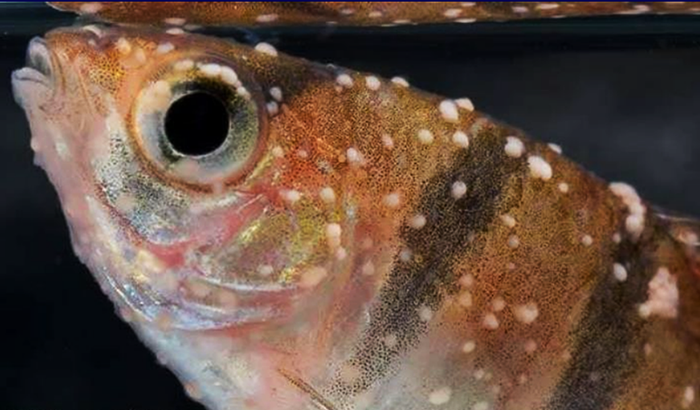 Cách xử lý bệnh ký sinh trùng trên cá