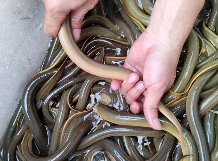 Bệnh Viêm Da Lở Loét Trên Lươn Nuôi