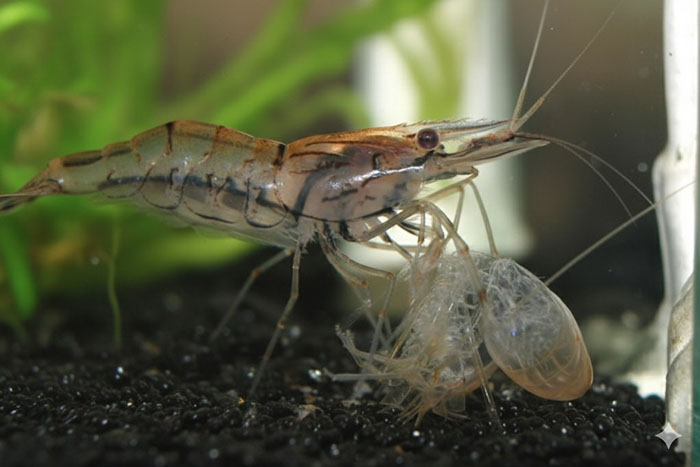 Dấu hiệu tôm lột xác ngày rằm