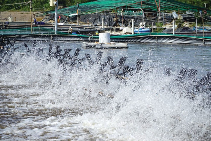 Hộ chiếu carbon cho ao tôm