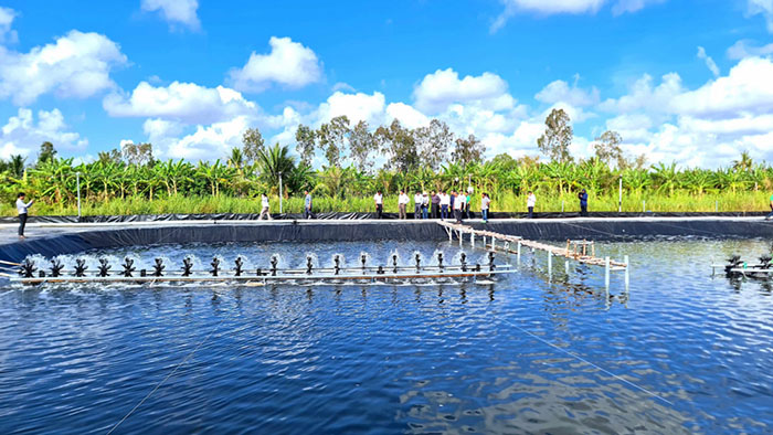 Kinh Tế Tuần Hoàn Xanh Nghành tôm