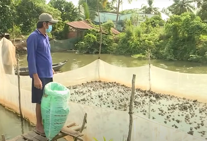 Kinh nghiệm Nuôi Ếch Mùa Đông