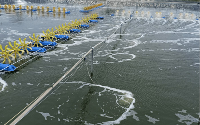 Tôm Nhiễm Độc NO2 NH3 và cách xử lý