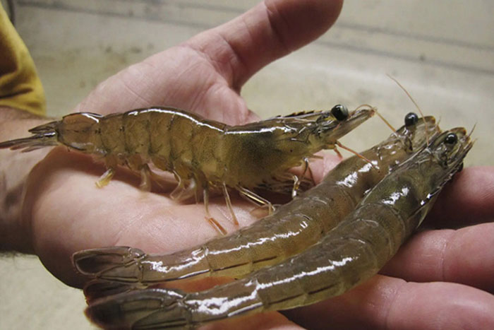 Tôm Nhiễm Độc NO2 NH3