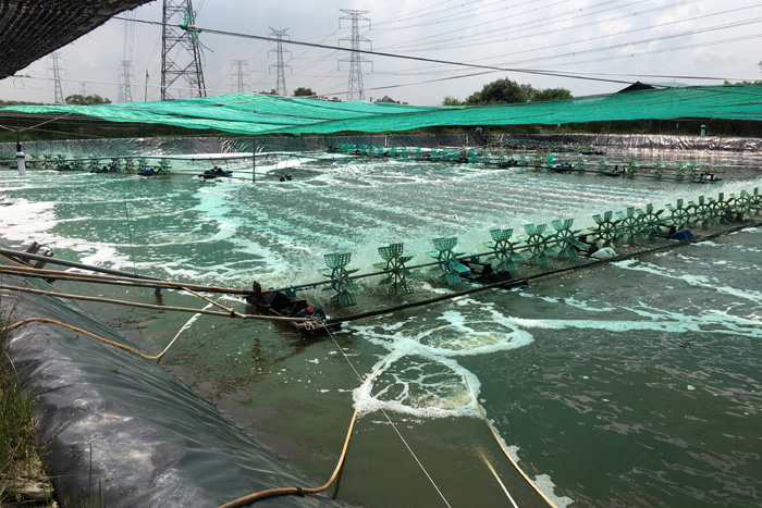 Phòng chống rét cho thủy sản nuôi