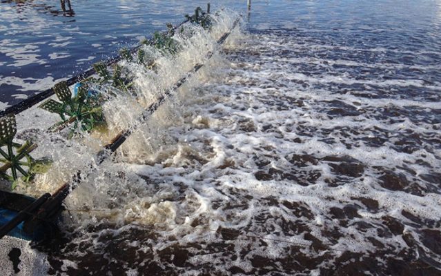 Quy trình nuôi tôm hạn chế chất thải