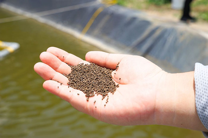 Lựa chọn thức ăn nuôi tôm phù hợp