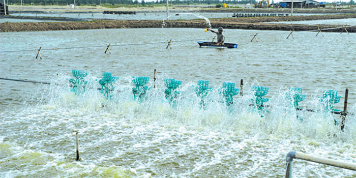 TIẾT KIỆM ĐIỆN TRONG NUÔI TÔM