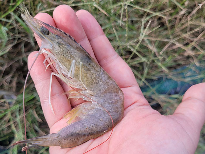 Tôm Bị Mềm Vỏ Sau Mưa