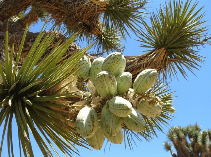 Tôm cá có nên ăn Yucca không