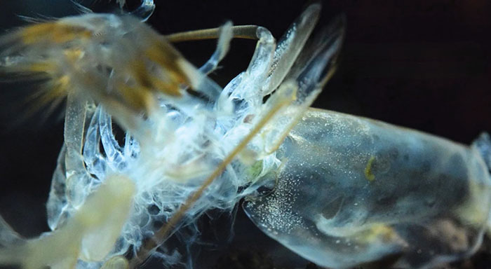 Tôm lột xác ngày rằm